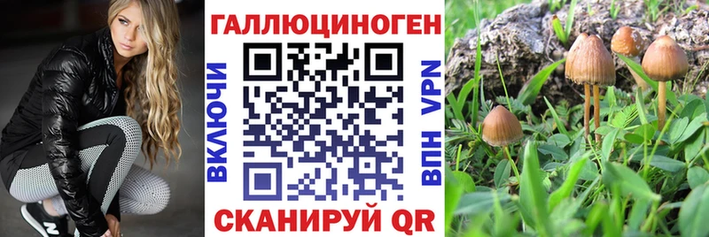 Купить  Вихоревка  Псилоцибиновые грибы Psilocybine cubensis 